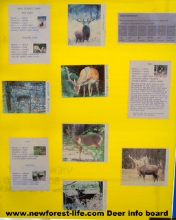 New Forest Ocknell Deer Info