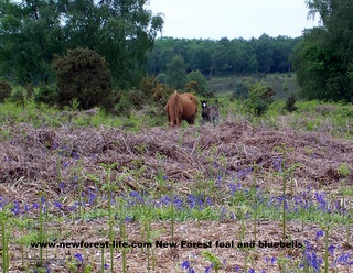 New Forest foal amongst the bluebells