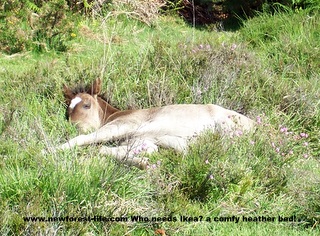 New Forest foal that found a bed for the day