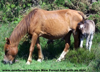 New Forest peeping foal