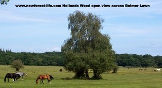 New Forest Hollands Wood Campsite view