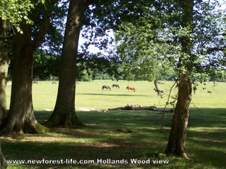 New Forest Hollands Wood tree's & ponies