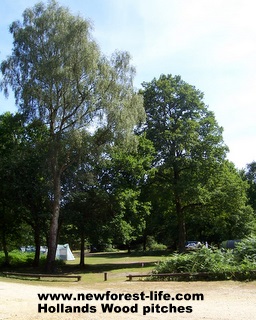 New Forest Hollands Wood Pitches