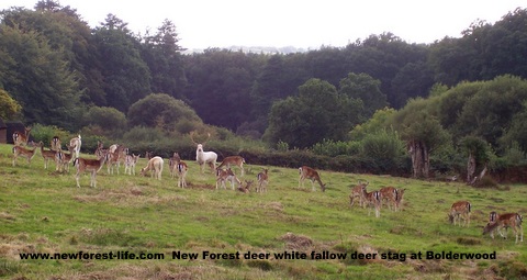 New Forest Fallow deer at Bolderwood