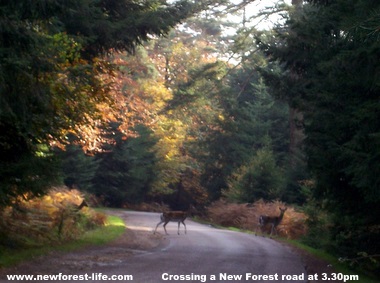 New Forest Deer crossing the road in the autumn sun