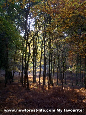 New Forest Autumn scene