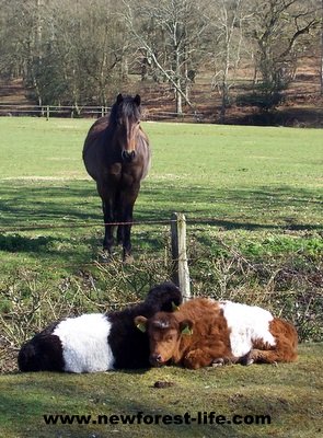 New Forest calves & pony at Moyles Court