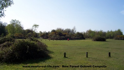 New Forest Ocknell Campsite view