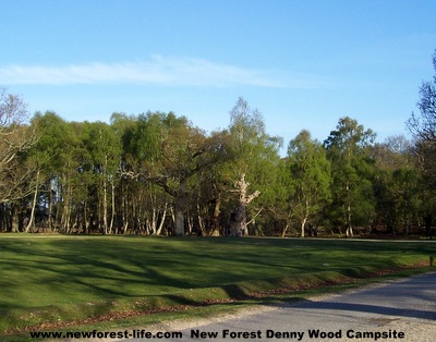 New Forest Denny Wood Site
