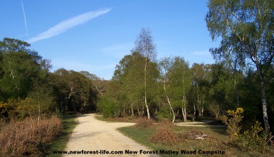 New Forest Matley Wood in 2011