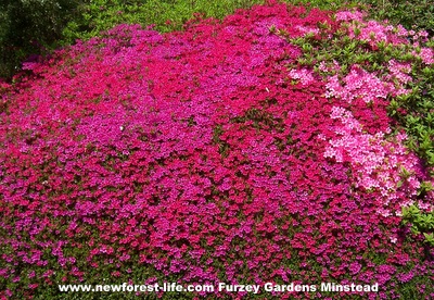 New Forest Furzey Gardens Red Azaleas