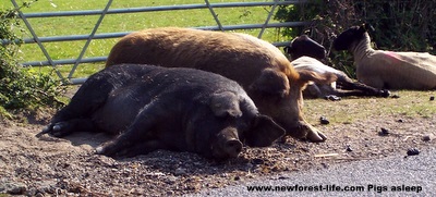 New Forest pigs enjoying the summer sun