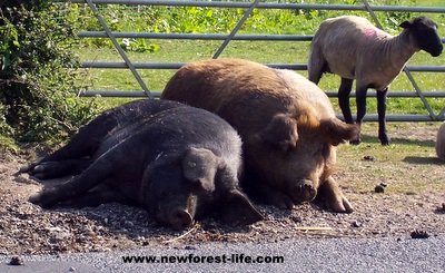 New Forest National Park pigs and sheep relaxing in the sun
