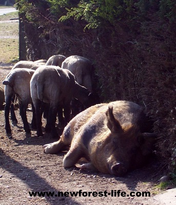 New Forest pig and sheep sleeping soundly