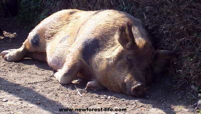 New Forest pig enjoying the summer sun