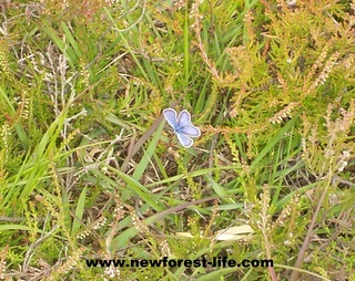 New Forest Butterfly near Hatchet Pond