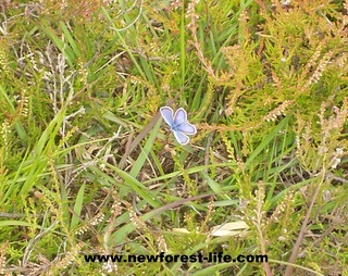 New Forest Butterfly near Hatchet Pond