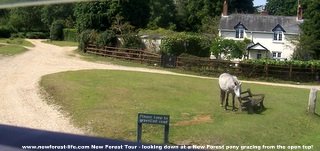 New Forest ponies grazing enroute