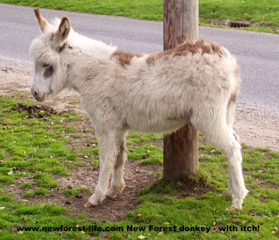 New Forest Donkey foal at Bramshaw