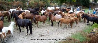 New Forest ponies at The Drift, the yearly round up health check.