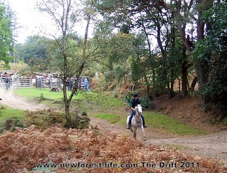 New Forest Drift a rider heads out to collect more ponies in