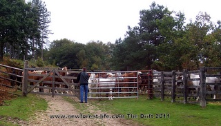 New Forest The Drift new Forest ponies in The Pound.