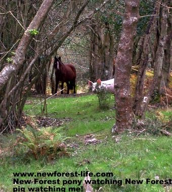 New Forest piglet and pony watching me.