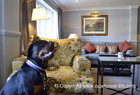 The Bell Inn dog friendly hotel at Bramshaw