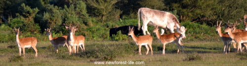 New Forest deer and cows grazing together