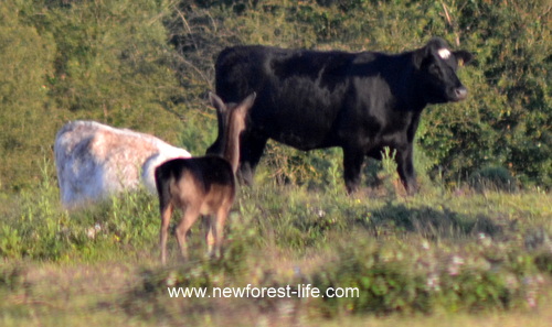 New Forest deer separated from the herd