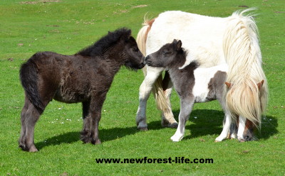 New Forest Shetland foal meeting a slightly older foal. The little one had been born the day before this photo was taken.