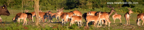 New Forest Fallow deer at Stoney Cross
