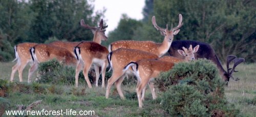New Forest Fallow & Stag at Ocknell