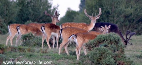 New Forest deer grazing near Longbeech campsite