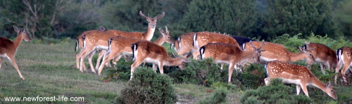 New Forest Fallow deer at Stoney Cross