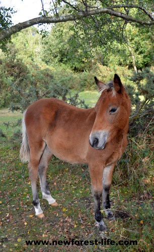 My New Forest pony