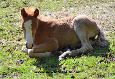 New Forest foal enjoying the sun.