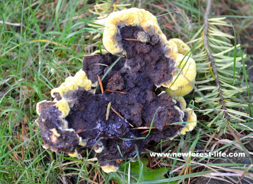 fungi black yellow