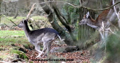 New Forest Deer on the run