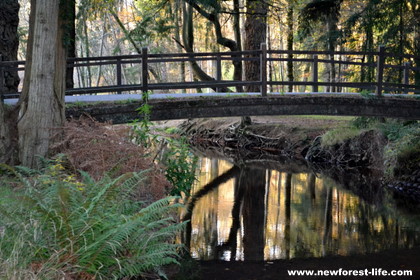 New Forest woodland near Blackwater Arboretum