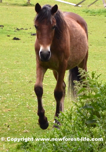 New Forest pony