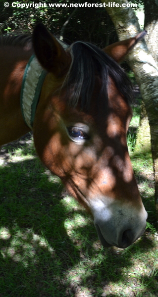 My new Forest pony goes back out on the forest