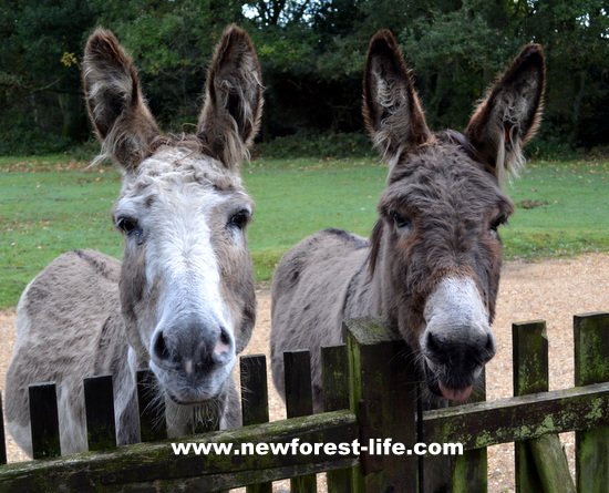 New Forest donkeys outside my gate