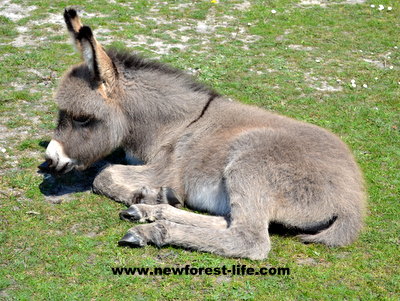 New Forest donkey