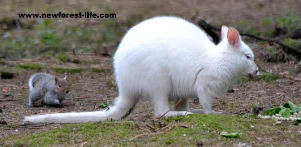 New Forest Wildlife Park albino Wallaby