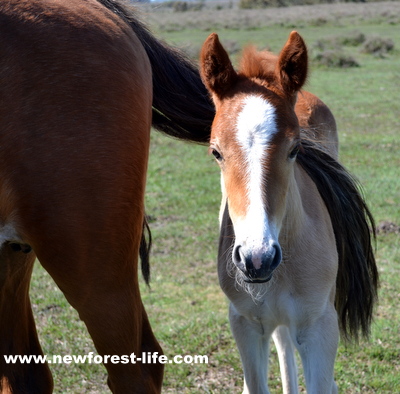 New Forest pony and foal