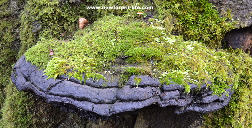 New Forest fungi in the autumn