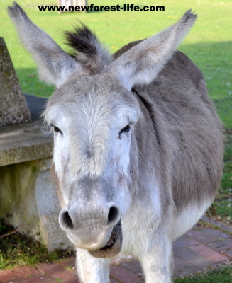 New Forest donkey having a yawn!