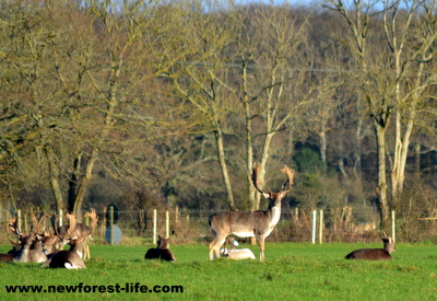 New Forest Fallow deer buck at Ober Water