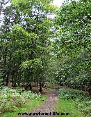 Anderwood picnic area is disabled access friendly